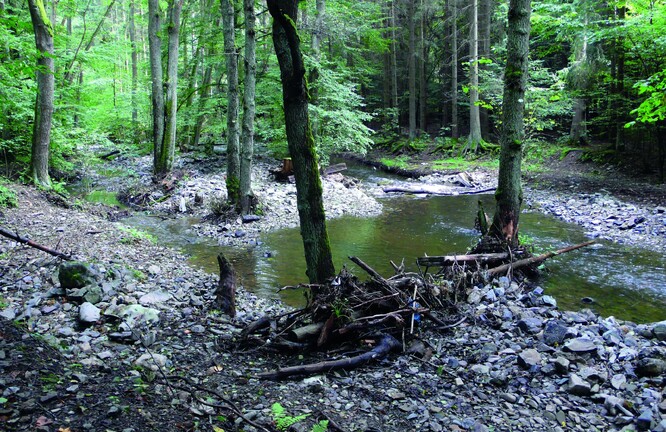 Přirozeným korytem potoka v lesním úseku prošlo „povodňové koště“. Obnažením nebo nanesením struktur hrubšího kameniva a říčního dřeva zostřilo detailní členitost koryta. Takový úsek vyžaduje jediné popovodňové opatření – vysbírání naplavených odpadků.
