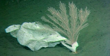 V zátoce proto pluje velké množství různobarevných plastových tašek a dalšího odpadu. / Ilustrační foto