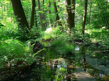 Projekt gliňočské tůně (na obrázku) má tři hlavní cíle. Při velkých přívalových deštích, případně povodních by lokalita měla po úpravách zadržet větší množství vody než dříve. Zároveň v areálu vytvoříme vhodnější podmínky pro zvláště chráněné živočichy. A nakonec bude lokalita i nadále sloužit lidem k procházkám a pozorování zvířat.