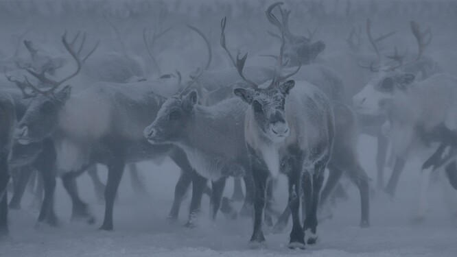 Vyhladovělí sobi hledají potravu na místech, kam je zavedou vyhladovělí lidé.