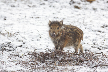 Narozená selata asi po týdnu opouští poprvé “záleh“ a společně s matkou se vydávají za potravou.