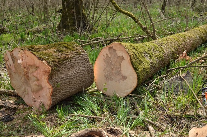 Viditelná dřevní nekróza v různých úrovních kmene.