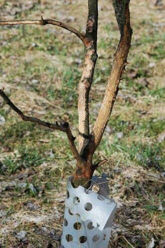 Bobky zajíce polního najdeme obvykle v blízkosti nějakého zdroje potravy, třeba mladého stromku v sadu, jehož kůra poskytne zajícům v zimním období alespoň chudou stravu. Sadaři z takovéhoto „přikrmování“ zajíců ovšem žádnou radost nemají, protože při vysokém sněhu, kdy se zajíci dostanou nad ochrany proti ohryzu, mohou v krátké době zcela zničit celou výsadbu mladých stromů. Od „loupání“ spárkaté zvěře se ohryz zajíců rozezná podle toho, že na poškozených stromcích nejsou žádné třásně odtržené kůry, ale zato na dřevě při bližším pohledu často nalezneme rýhy po dlátovitých hlodácích zajíce.