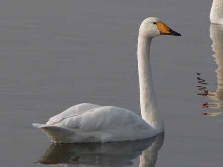 Záchrana labutího mláděte se zlomeným zobákem byla loni nejnáročnější akcí liberecké záchranné stanice pro volně žijící živočichy Archa. / Ilustrační foto