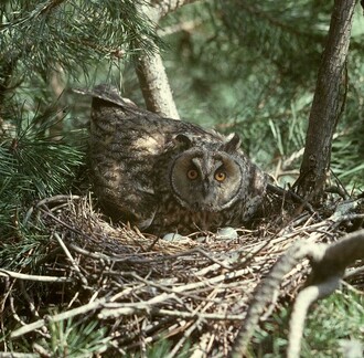 Kalousi i ostatní sovy zahnízdí obvykle již brzy z jara. Tak se i stává, že při pozdní vánici zapadne samička sedící na vajíčkách, i s hnízdem na čas sněhem.