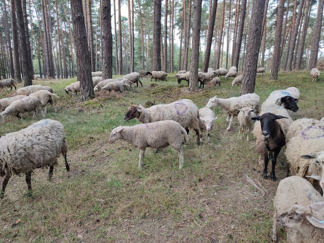 Ovce se pasou v cca hektarových oplůtkách.