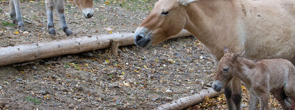 Foto: Zoo Praha