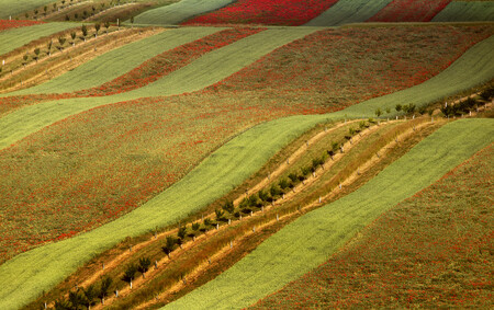 Malebně zvlněnou krajinu plnou dlouhých lánů na Kyjovsku mají fotografové sice rádi, ve skutečnosti jsou však v Moravském Toskánsku vidět právě ty nesprávné zemědělské praktiky. Myslí si to zemědělec Petr Marada, který v této oblasti hospodaří na 70 hektarech pozemků. Začal s tím před 12 lety a místo výnosu ho zajímalo spíše to, jak pomoci krajině ležící v oblasti intenzivního zemědělství. / INa obrázku snímek s názvem Biopásy, Šardice, Moravské Toskánsko od Radka Severy