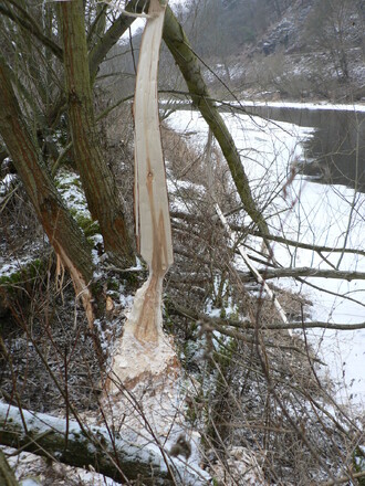 Strom okousaný bobrem evropským.