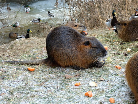 Město Chrudim spočítá populaci nutrií na svém území. Zároveň prosí obyvatele, aby zvířata, která se usadila v centru města, nekrmili. / Ilustrační foto