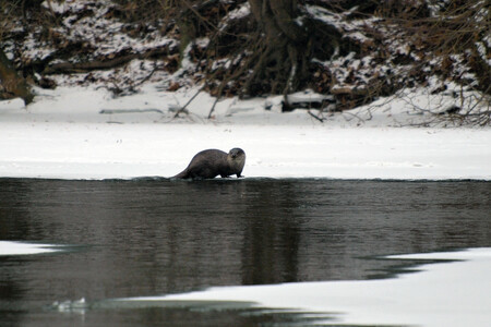 Vydra říční na částečně zamrzlé Berounce.