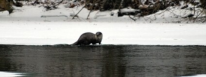 Foto: Petr Hůla / Agentura ochrany přírody a krajiny