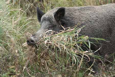 Při budování hnízda pro selata používá samice i suchou trávu.