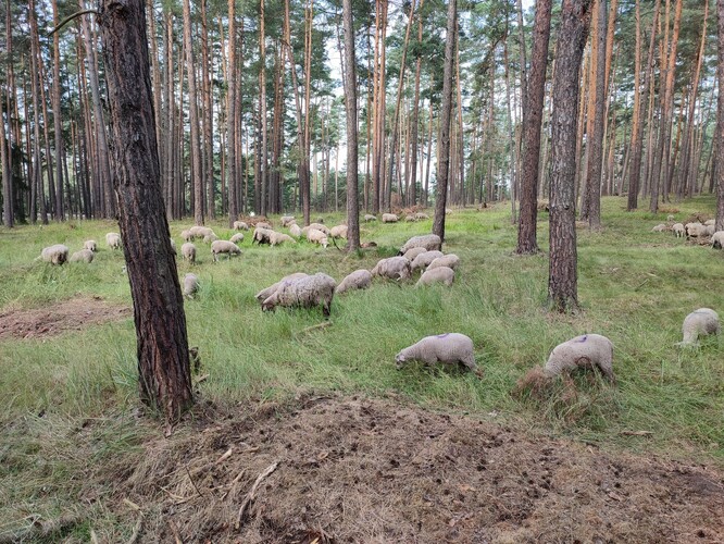 Pastva v borovém lese na Podblanicku je podívaná takřka unikátní.