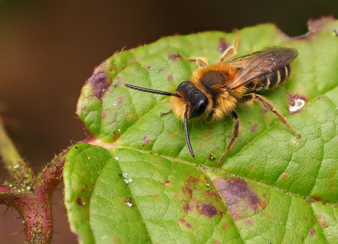 Pískorypka zahradní je drobná, samotářská včela, která je běžná v zahradách, parcích a na okrajích lesů.
