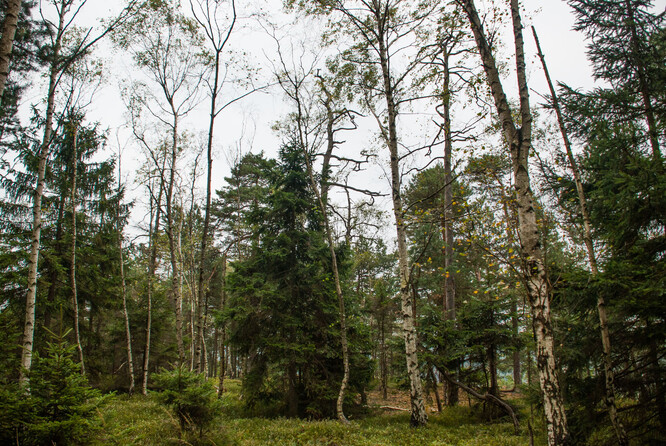 Národní park České Švýcarsko 46 let po požáru.