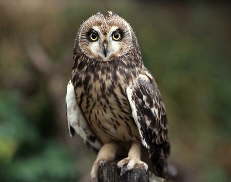 Kalous pustovka (na snímku) má žlutou duhovku. Kalous ušatý pak jasně oranžovou.