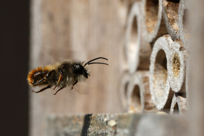 Zednice rezavá. Samičky si budují hnízdečka v různých přirozených dutinách, v suchých lodyhách či v opuštěných chodbách hmyzu ve dřevě.
