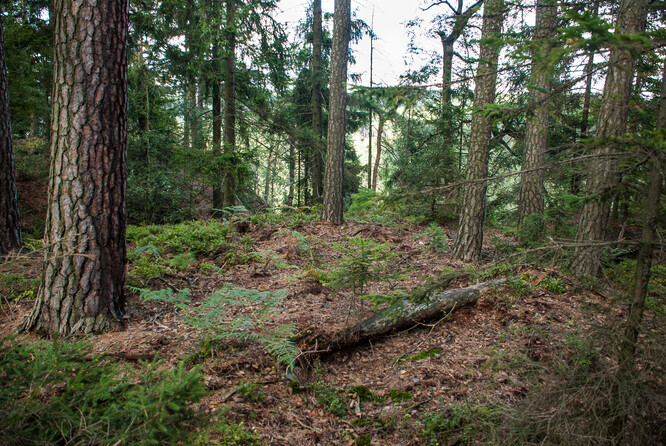 Národní park České Švýcarsko 168 let po požáru.