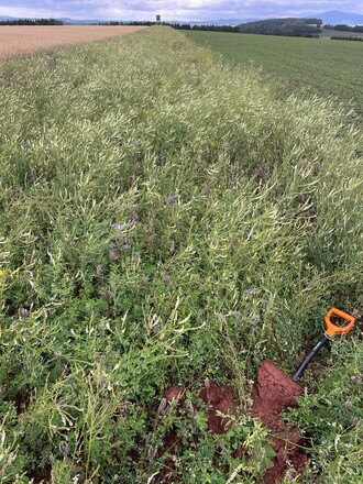 Nektarodárný úhor s kvetoucími rostlinami vhodnými pro hmyz.