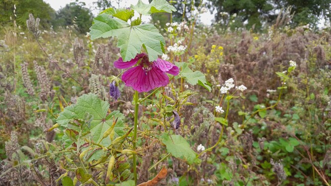 Nektarodárný úhor tento týden na konci srpna.