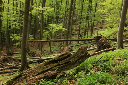 Národní přírodní rezervace se společně s vyhlášeným ochranným pásmem rozkládají na ploše přes 400 hektarů.