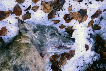 „Doprava je jedním z podstatných faktorů, které limitují pohyb velkých savců naší krajinou,“ konstatuje Karolína Šůlová z AOPK ČR.