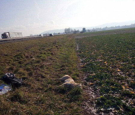 Psovitá šelma byla nalezena 22. ledna nedaleko silnice  I/35 poblíž Turnova. Pracovníci Agentury ochrany přírody a krajiny ČR zvíře převezli k podrobnému zkoumání expertům z České zemědělské univerzity v Praze.