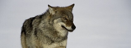 Vlk Foto: Staffan Widstrand AOPK ČR