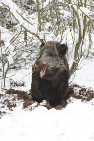 Pro odpočinek si prasata rozrývají zem, kam potom zalehnou. Někdy si do „lože“ natahají i suchou trávu.