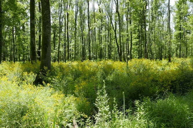 Porostní a podrostní společenstvo tvrdého luhu.