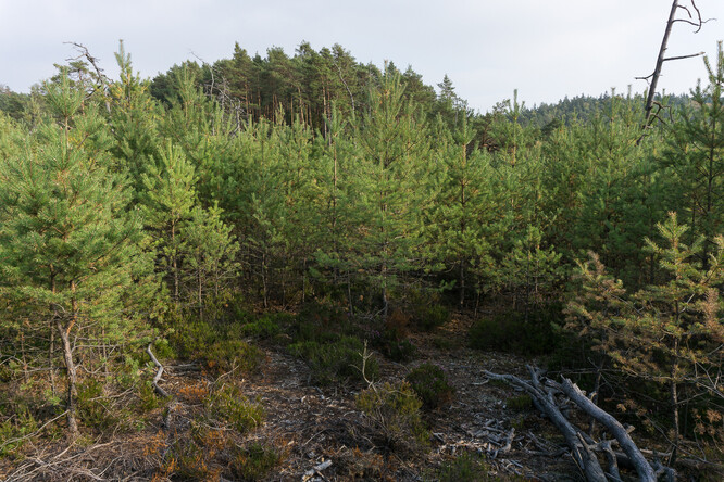 Kokořínsko 14 let po požáru.