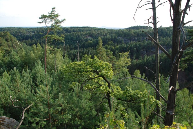 Kokořínsko 30 let po požáru.