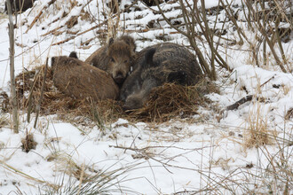 S bachyní někdy odpočívají společně i její dospělá mláďata. Vzájemně se zahřívají.