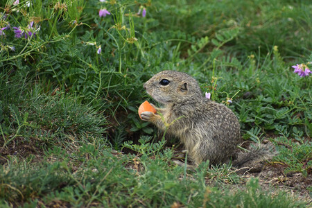 Sysel obecný patří mezi hlodavce a je naším jediným zástupcem takzvaných zemních veverek. Má velké oči, malá ouška a krátký ocas. Žije v koloniích, které mohou čítat až několik stovek jedinců. Syslové nejraději obývají přehledné travnaté plochy s nízkou vegetací, kde se mohou snadno orientovat a včas se skrýt před případným nebezpečím do některé ze svých nor. Sysel patří mezi kriticky ohrožené druhy české i evropské fauny.