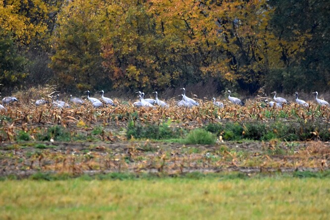 Jeřábi popelaví na Tachovsku.