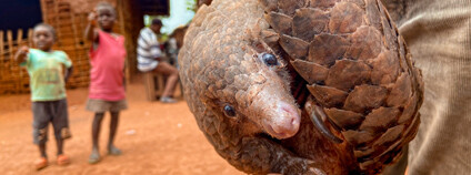 luskoun. Foto: miroslav Bobek / archiv autora