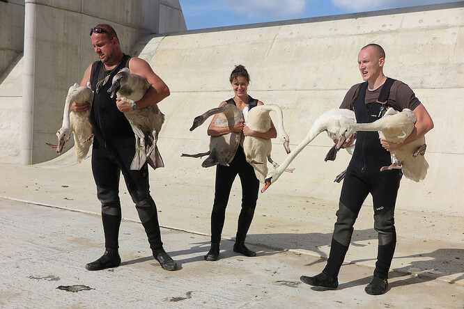 Sčítání labutí Sázcharnou stanicí živočichů v Plzni.