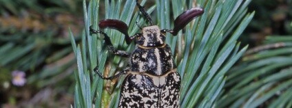 Foto:  Josef Hlásek / Živá příroda