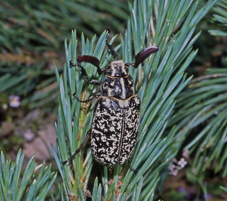 Mlynaříky osídlená místa bývají často porostlá borovicemi, jejichž nejmladšími jehlicemi se brouci živí a na větvičkách přes den také odpočívají. Samečci mají většinu tykadlových článků přetvořenou do nápadně dlouhých, vějířovitě uspořádaných tenkých plátků. Brouci je ale mívají často přilehlé k sobě, takže jednotlivé lístky jsou jen málo patrné.