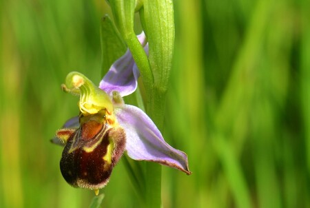 Tořič v Železných horách? Co tu dělá?