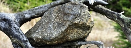 Foto: Gabriela Šťastná / NP Šumava