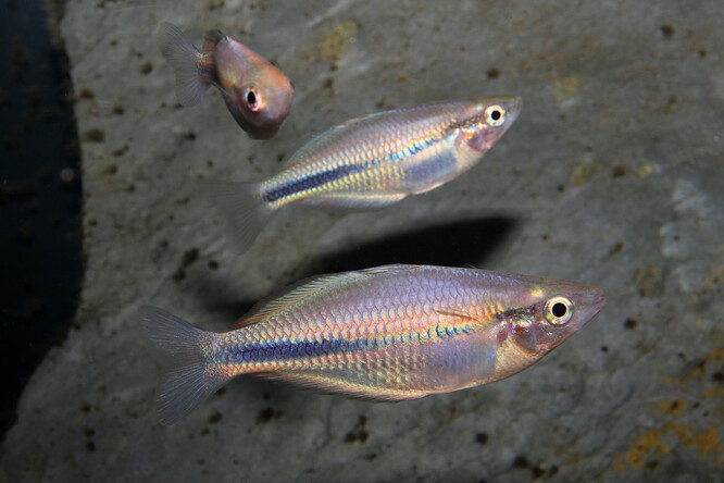 Ryba duhovka Melanotaenia bowmani