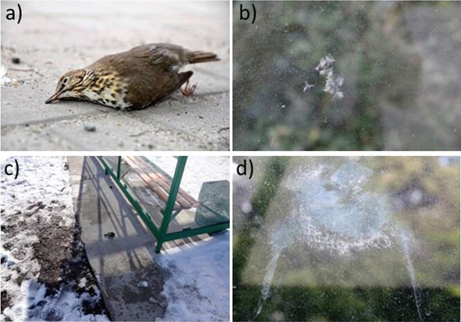 Na obrázku příklady úmrtí ptáků a stopy srážky ptáků se skleněnými přístřešky: a) drozd zpěvný Turdus philomelos nalezený poblíž přístřeší, b) peří ponechané na skle, c) velký sýr Parus major, d) obrys ptačí tělo zůstalo na skleněném krytu. / Čisté prosklené boxy autobusových zastávek ve městech a na venkově mají na svědomí více mrtvých pěvců než ty pokreslené graffiti, potvrdila to studie polských ornitologů.
