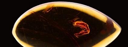 Pár termitů v jantaru. Foto: BC AV ČR