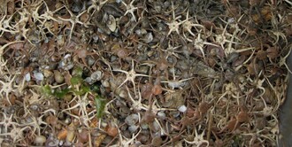 Tento box - číslo 38 - zahrnoval křehké hvězdy, mlhy, hvězdice a mořské ježky.