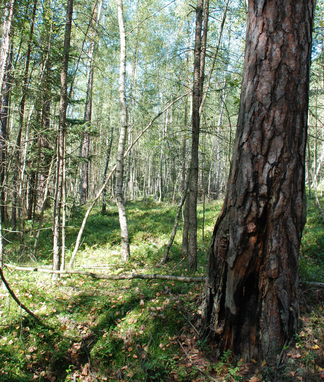 Kokořínsko 35 let po požáru.
