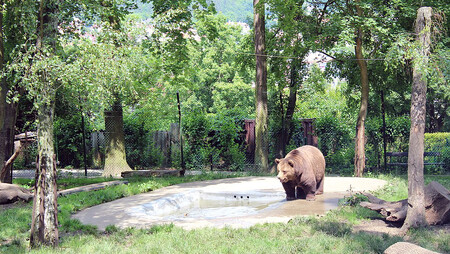 Medvědárium Městská hora v Berouně. Ilustrační snímek.