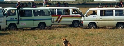 Cheetah, Masai Mara, Kenya Foto: Jerzy Strzelecki Wikimedia Commons