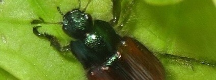 foto:  David Short / Wikimedia Commons